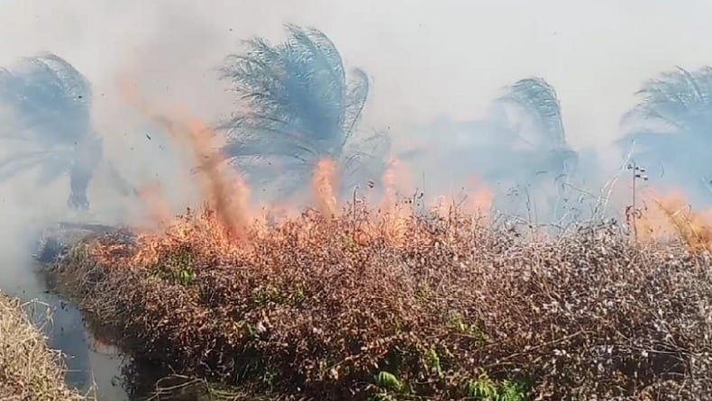 Kebakaran Hutan dan Lahan di Riau, Kabut Asap Menyebar ke Malaysia