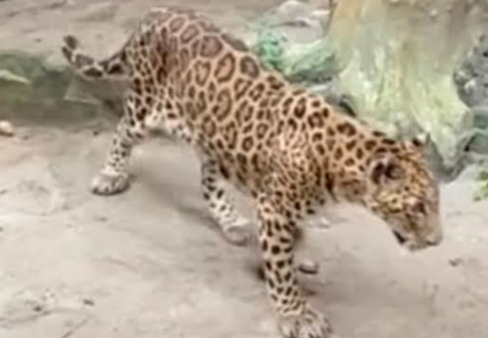 Viral Jaguar di Taman Margasatwa Ragunan Terlihat Kurus dan Lemas, Ini Penjelasan Manajemen