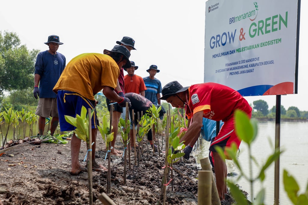Peringati Hari Mangrove Sedunia, BRI Komitmen Selamatkan Lingkungan Lewat Cara Ini
