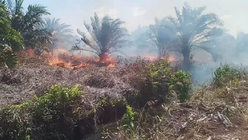Daftar 4 Perusahaan Ditindak akibat Karhutla di Riau