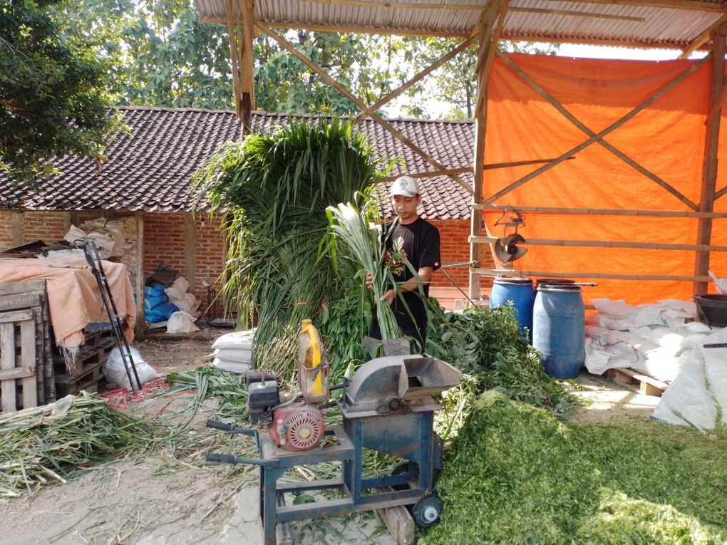 KUR BRI Dorong Peternak Lokal Ponorogo Ekspansi ke Beberapa Daerah