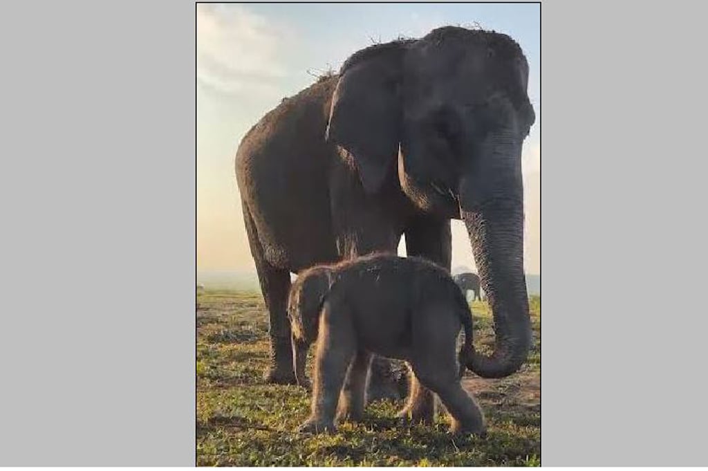 Anak Gajah Sumatera Lahir di TN Way Kambas, Populasi Bertambah di Tengah Ancaman Punah