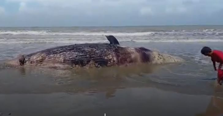 Penampakan Paus 7 Meter Mati Terdampar di Pantai Halmahera Selatan