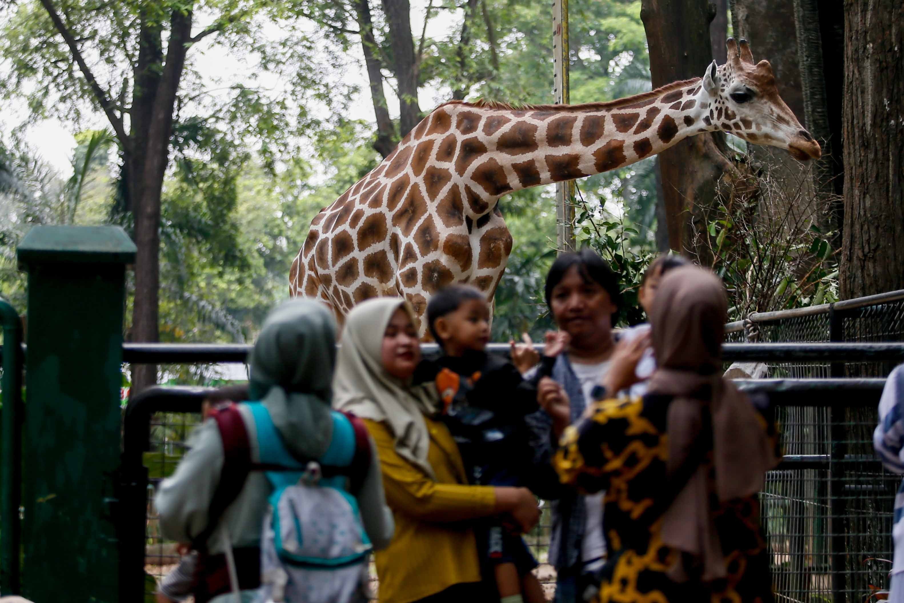 Pramono Uji Coba Buka Taman Margasatwa Ragunan Sampai Malam: Mau Pacaran Silakan