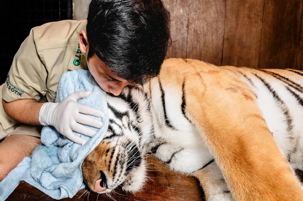 Viral Harimau Peliharaan Alshad Ahmad Kritis, Kondisinya Mengkhawatirkan!