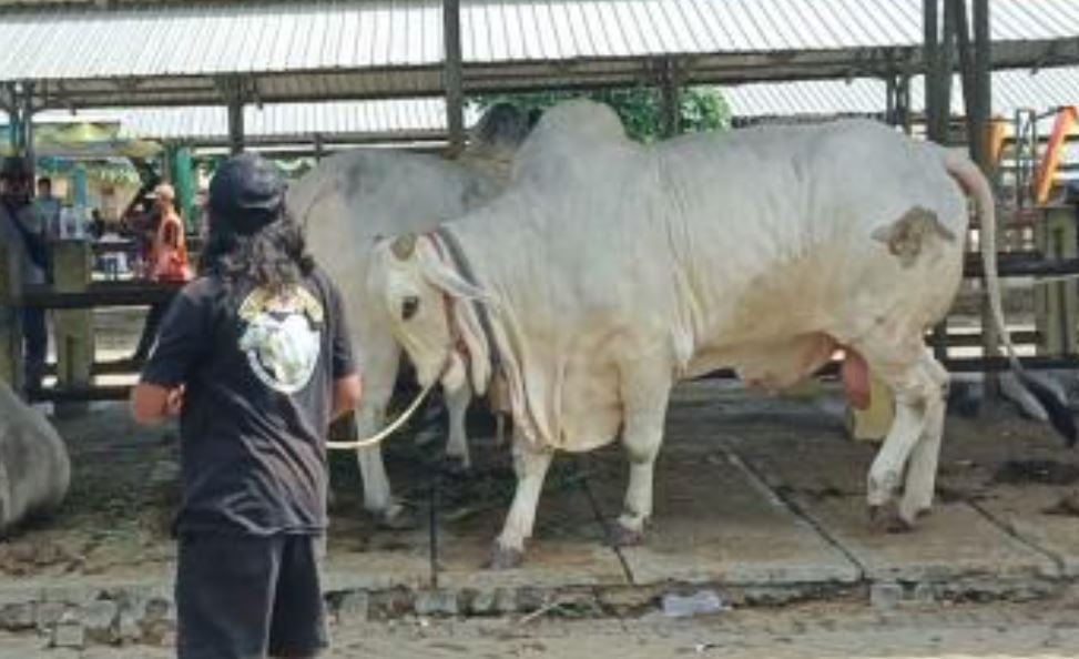 Kontes Sapi HUT ke-195 Gunungidul Diwarnai Aksi Protes Peserta, Ini Penyebabnya