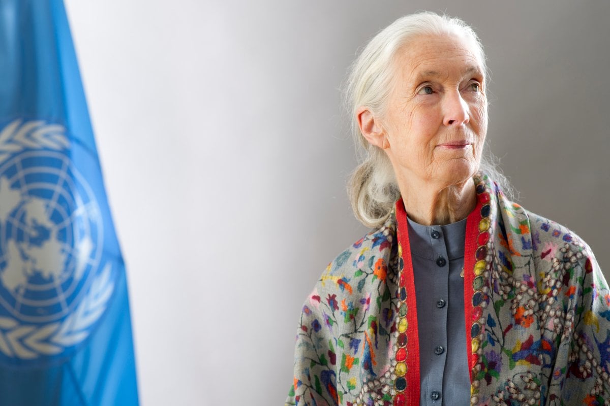 Pesan Terakhir Jane Goodall sebelum Meninggal Dunia, Sangat Menyentuh!