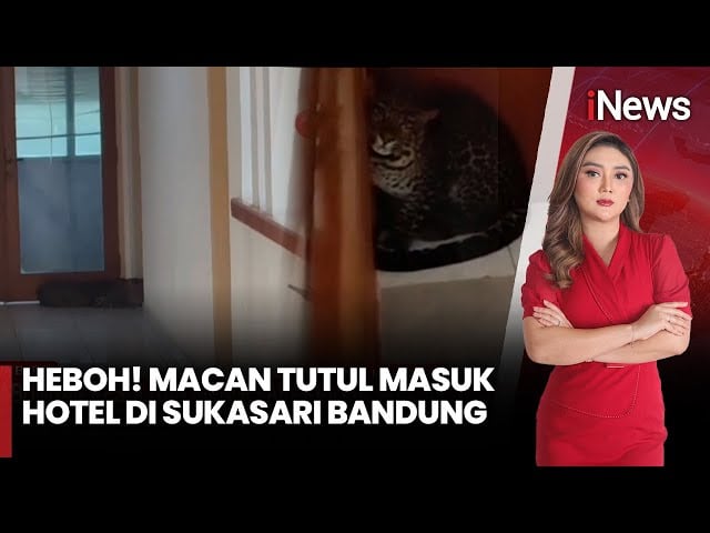 Detik-Detik Evakuasi Macan Tutul yang Masuk ke Hotel di Sukasari Bandung