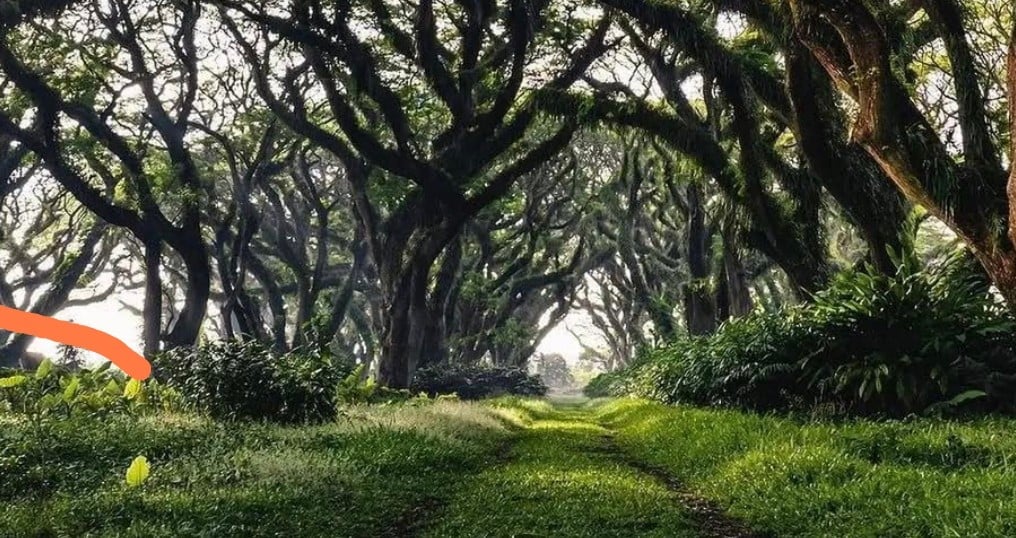 5 Destinasi Wisata di Banyuwang, Liburan Murah Tidak Bikin Kantong Jebol