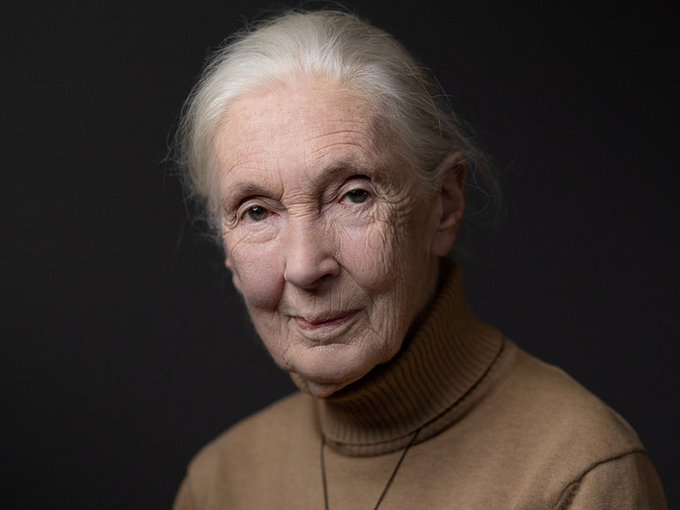 Penyebab Kematian Jane Goodall Terungkap, Meninggal saat Tidur akibat Henti Jantung