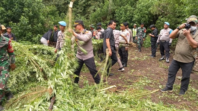 Polisi Buru Pemilik Ladang Ganja di Perbukitan Tanah Karo