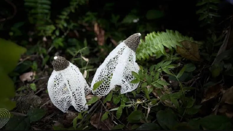 Lagka! Jamur Tudung Pengantin Ditemukan di Hutan Bawean