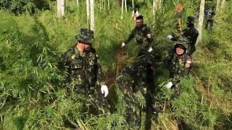 BNN Temukan Ladang Ganja 6,5 Hektare di Aceh Utara, 97.000 Batang Dimusnahkan