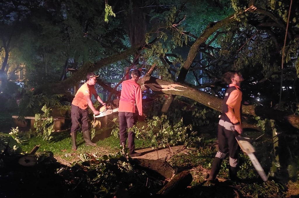 Pohon Tumbang gegara Hujan Angin di Tangsel, Bocah Perempuan Terluka