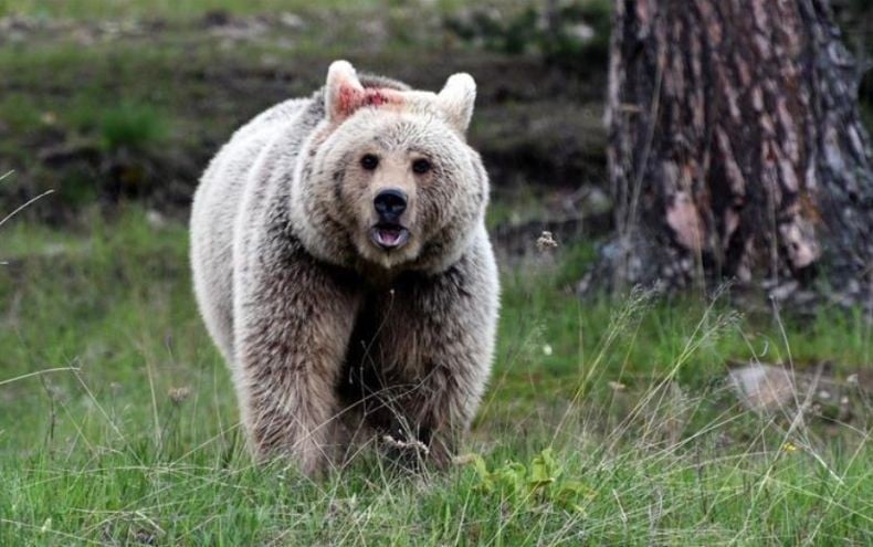 Beruang Masuk Mal di Jepang Bikin Panik Pengunjung, Ujungnya Disetrum sampai Mati