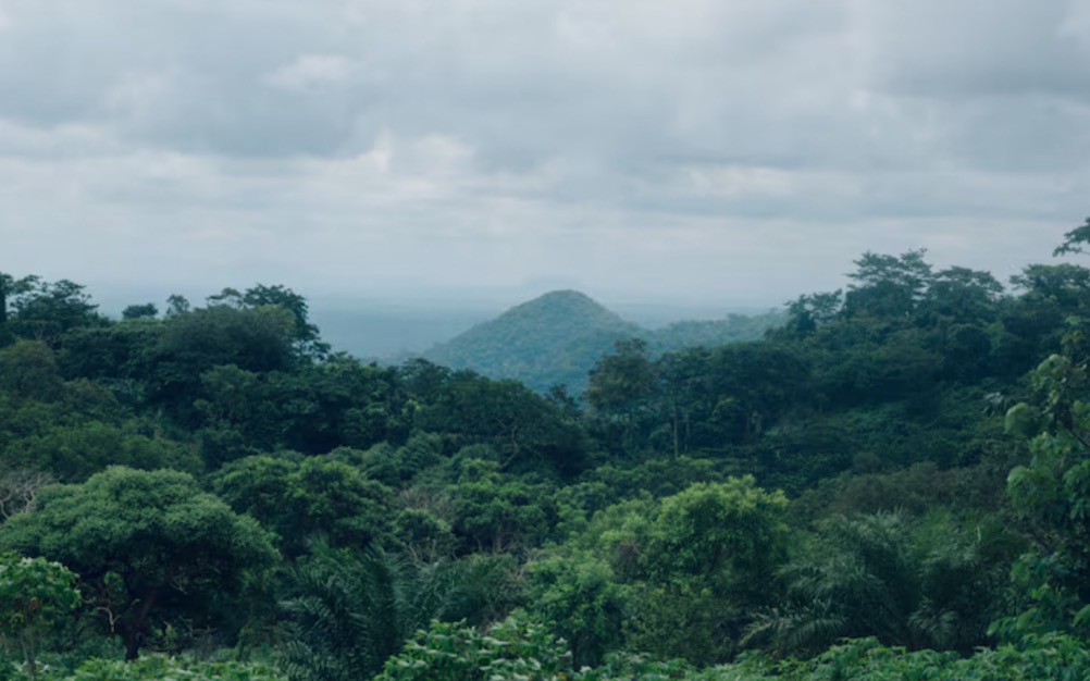 Kemenhut Mau Bangun Pasar Karbon Terkoordinasi di RI, Begini Caranya