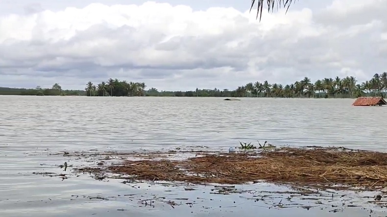 Ratusan Hektare Sawah di Pangandaran Gagal Panen akibat Terendam Banjir
