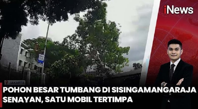 Detik-Detik Pohon Raksasa Tumbang di Jalan Sisingamangaraja, Mobil Tertimpa