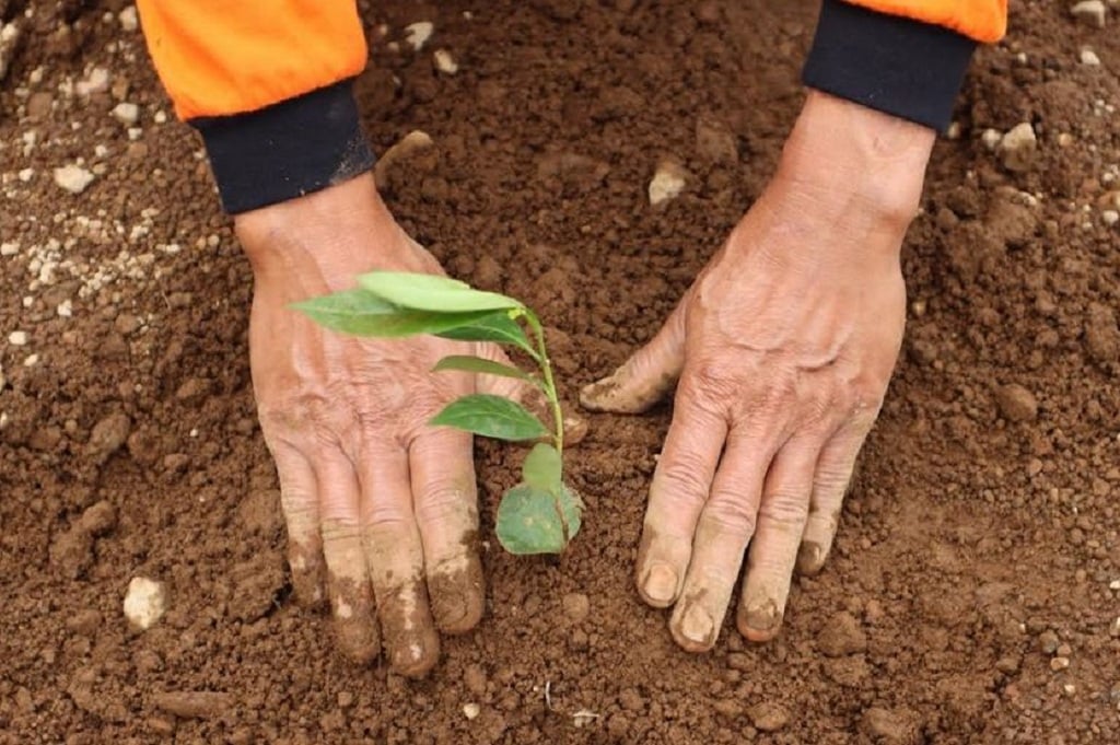 Cegah Bencana, BNPB Tanam 216.070 Pohon di 4 Daerah Pulau Jawa