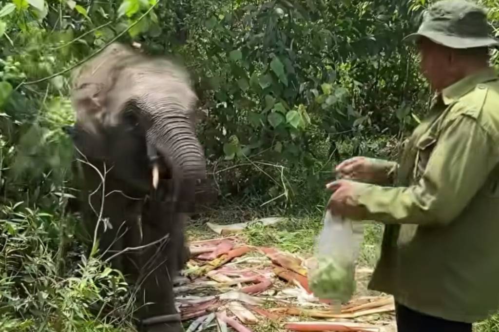 Di Mana Itu Tesso Nillo? Rahasia Hutan Tropis Riau yang Terancam