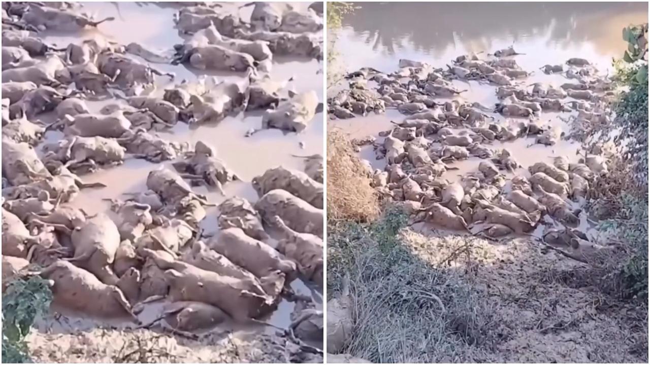 Viral Puluhan Kambing Ternak Mati gegara Banjir Aceh, Netizen: Manusia Dzolim Banget!