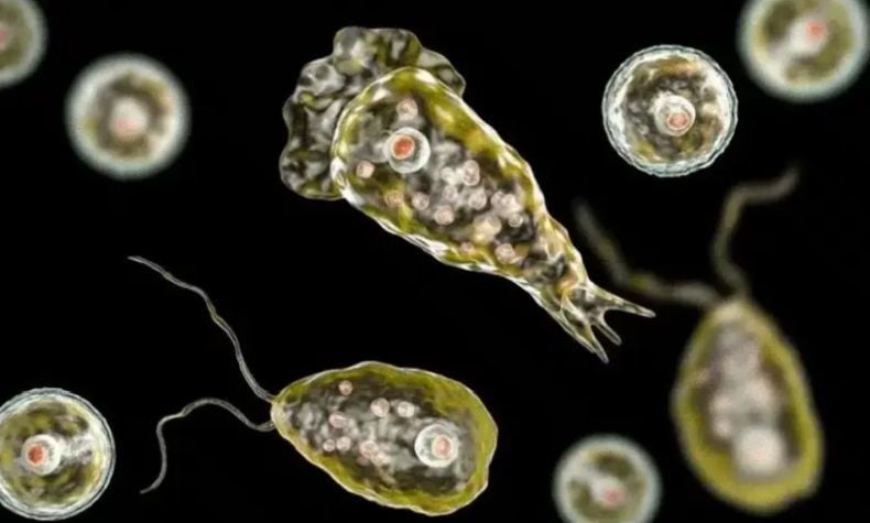 Ngeri! Kasus Amuba Pemakan Otak Melonjak di India, Tewaskan Puluhan Orang