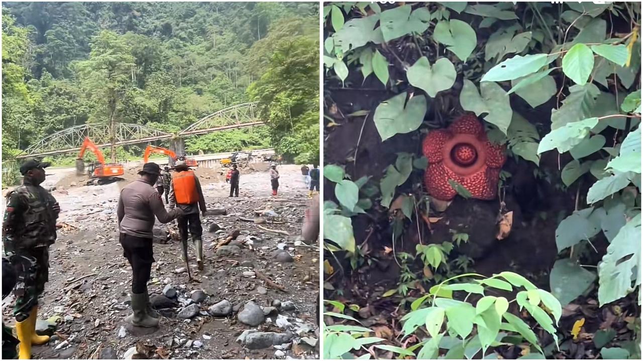 Viral Bunga Rafflesia Ditemukan di Lokasi Banjir Jembatan Kembar Padang Panjang
