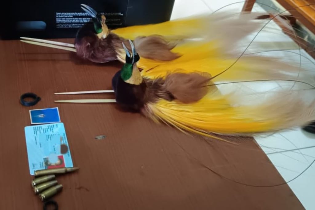 Satgas Korpasgat Gagalkan Penyelundupan Amunisi dan Cenderawasih Diawetkan di Bandara Wamena
