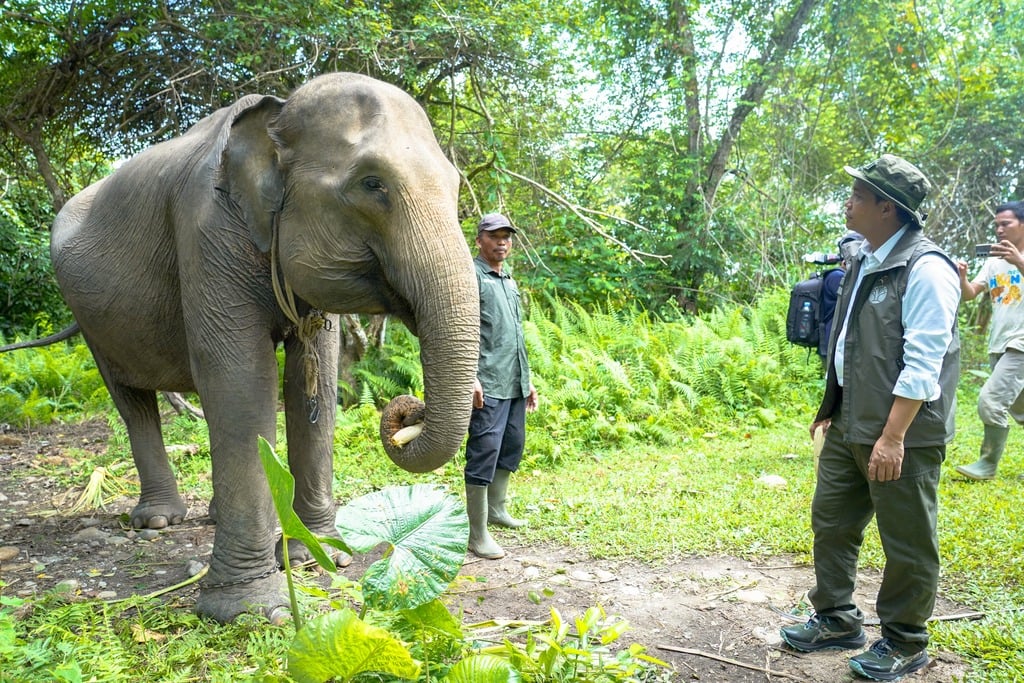 Pastikan Koridor Gajah Sumatera Aman, Menhut Tinjau Bentang Seblat 