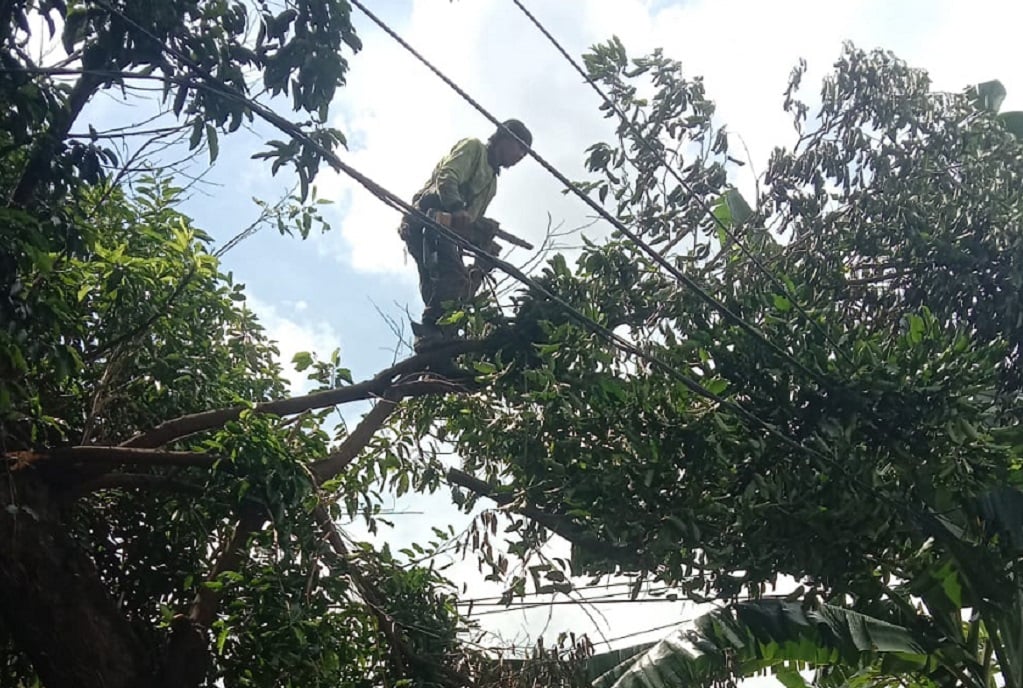 Pohon Beringin Tumbang di Kramat Jati Jaktim, Timpa Bus 