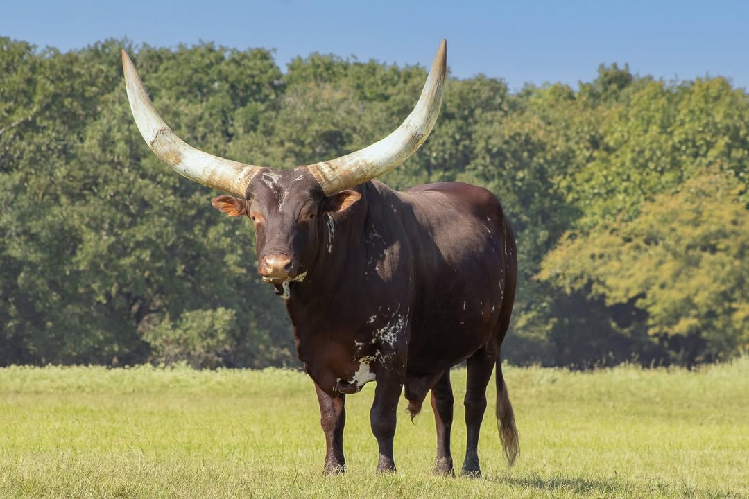 Hore! Sepasang Watusi Jadi Pendatang Baru di Ragunan, Go Publik 2026