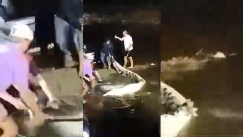 Tragis! Pelajar SMA di Maluku Barat Daya Tewas Diterkam Buaya Besar saat Mandi di Sungai