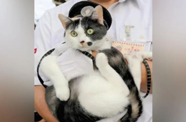 Menggemaskan! Kucing Ini Dilantik sebagai Kepala Stasiun di Jepang