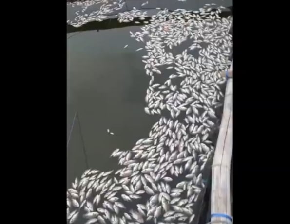 Geger! Ribuan Ikan di Danau Grati Pasuruan Mati Mendadak, Ini Penyebabnya