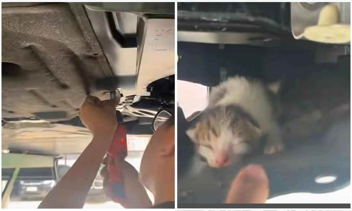 Viral Pemilik BMW Lari ke Bengkel Dengar Suara Dalam Mobil, saat Dibongkar Ada 2 Bayi Kucing 