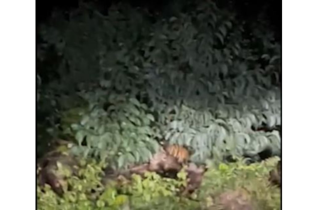 Geger! 3 Harimau Sumatra Berkeliaran di Pelalawan, Warga Diminta Waspada