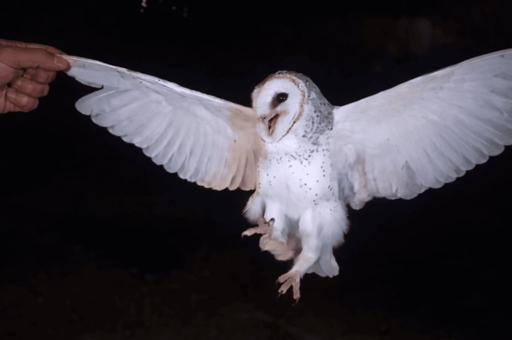 Viral Perempuan di Belu NTT Tembak Mati Burung Hantu gegara Tidur Malam Terganggu