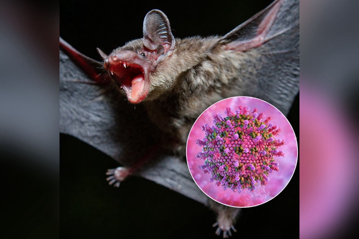 Virus Nipah Menyerang Negara Tetangga Indonesia, Wajib Waspada!