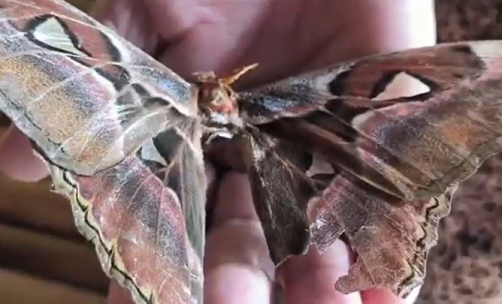 Kupu-Kupu Jumbo Ditemukan di Rammang-Rammang Maros, Segini Ukurannya