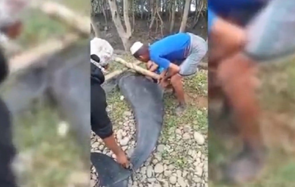 Heboh Lumba-Lumba 300 Kg Terdampar di Hutan Mangrove Maros, Begini Kondisinya