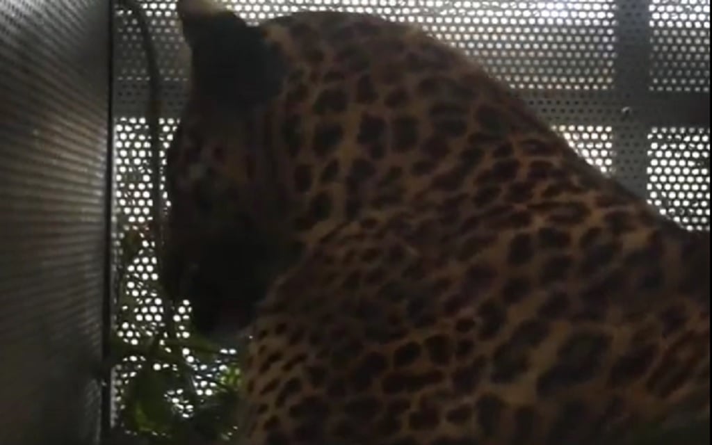 Momen Dramatis Macan Tutul Jawa Terkam 2 Warga Ditangkap di Pacet Bandung