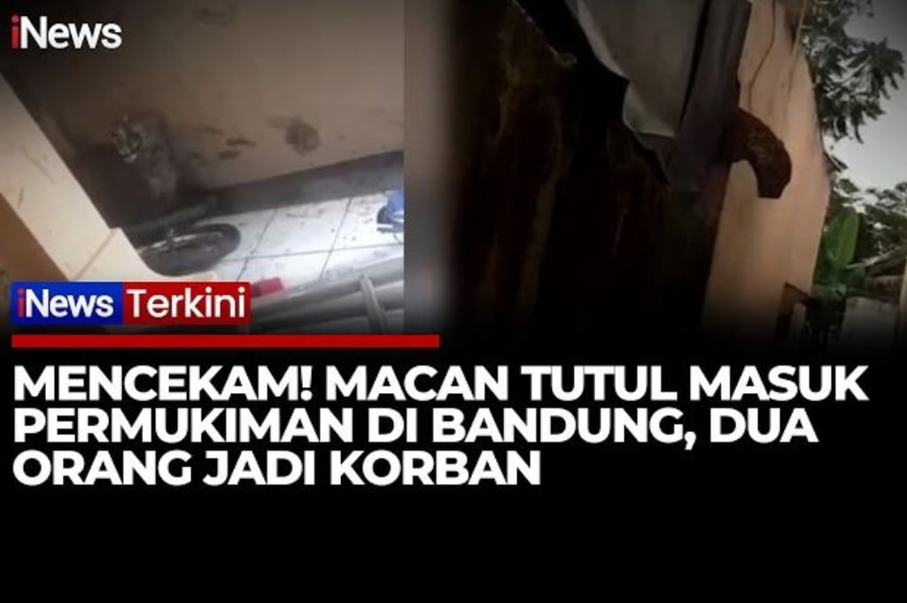 Ngeri! Macan Tutul Jawa Masuk Pasar Pacet Bandung, 2 Warga Terluka Diserang