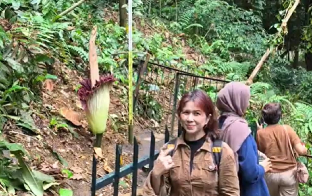 Jangan Terlewat! Hanya 2 Hari Bunga Bangkai Mekar Sempurna di Kebun Raya Bogor