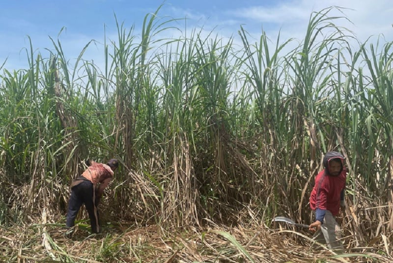 Produksi Gula Tembus 2,67 Ton, Mentan Kejar Target Swasembada