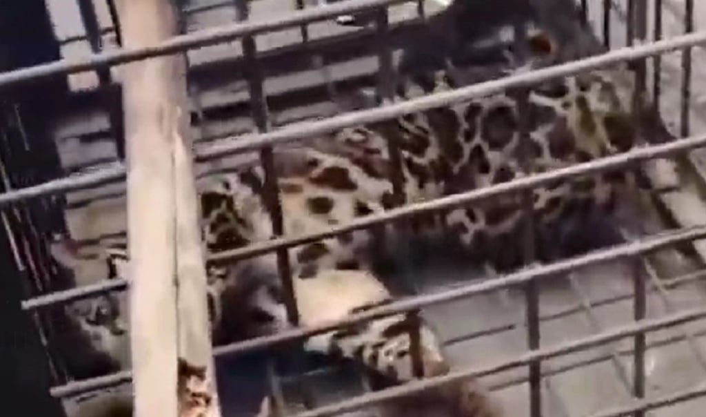 Macan Dahan Masuk Rumah di Lahat Diduga Peliharaan Warga, Damkar Turun Tangan