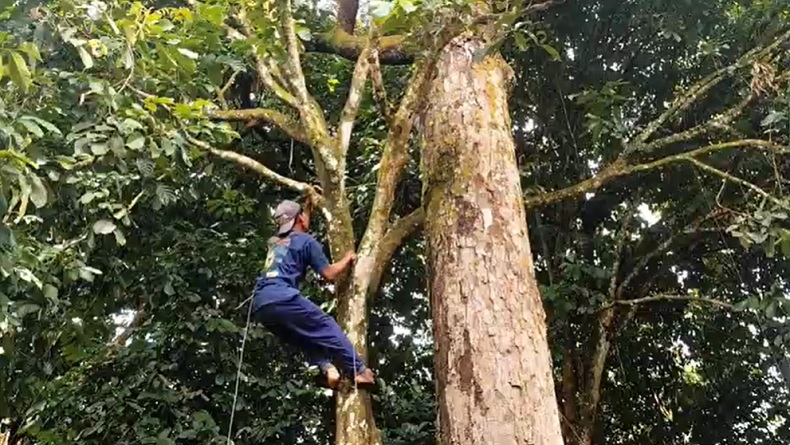 Unik! Satu Pohon Durian di Banjarnegara Hasilkan 15 Rasa Berbeda