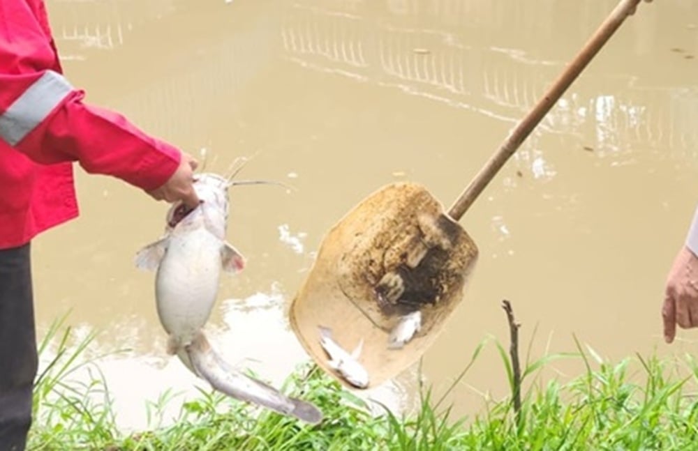 Ikan-Ikan di Sungai Cisadane Mati Tercemar Pestisida, Polisi Larang Warga Konsumsi