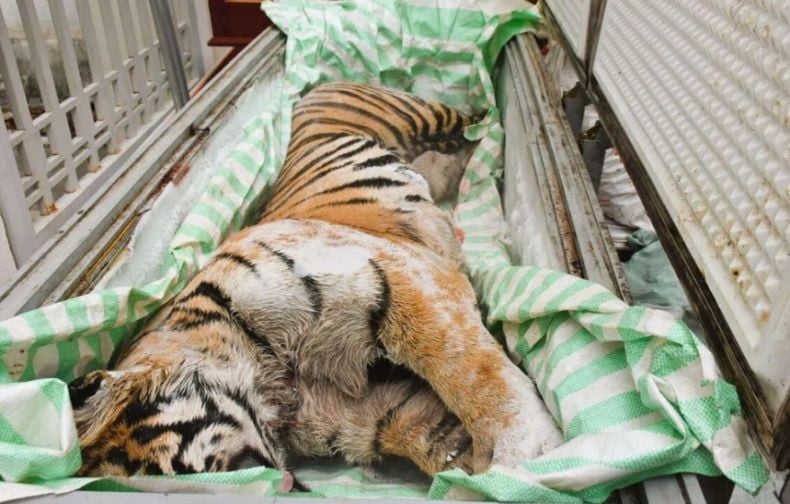 Miris! 2 Bangkai Harimau Dewasa Disembunyikan di Freezer, Hendak Dijadikan Obat Tulang