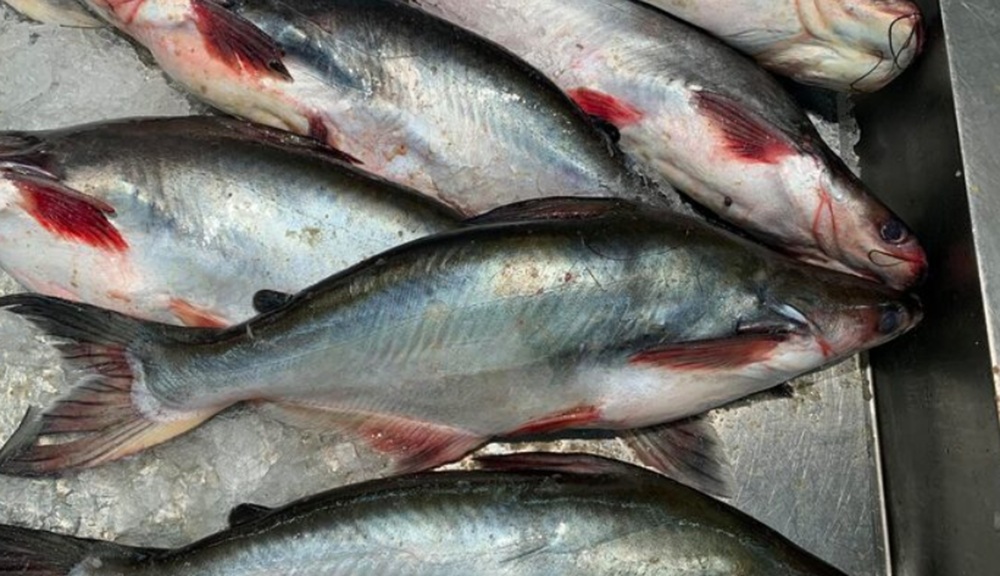 RI Siap Ekspor Ikan Patin ke Arab Saudi untuk Konsumsi Jemaah Haji