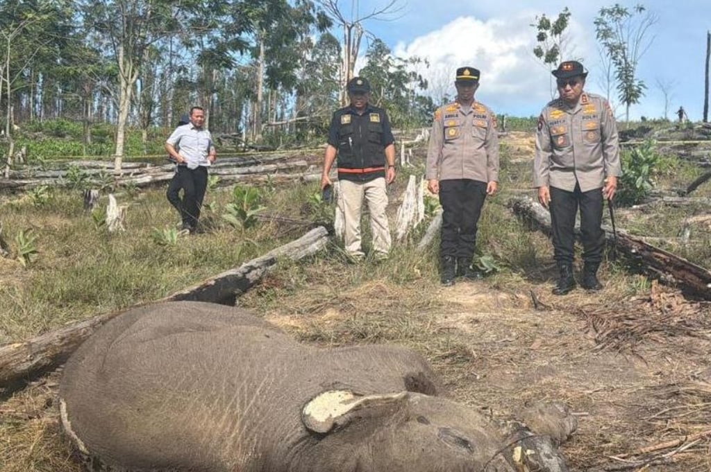 Kasus Anak Gajah Mati di TN Tesso Nilo, Pemilik Lahan Sawit Jadi Tersangka